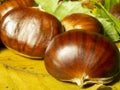 Macro view on chestnut. Close view. Chestnuts of brown color. Nature background. Fall season. Food background