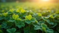 Macro view of clover patch with dew drops reflecting sunlight Royalty Free Stock Photo