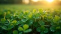 Macro view of clover patch with dew drops reflecting sunlight Royalty Free Stock Photo