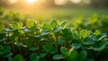Macro view of clover patch with dew drops reflecting sunlight Royalty Free Stock Photo