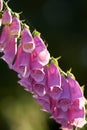 Macro view of colorful pink foxglove flowers blossoming, growing in a remote field or home garden. Closeup of a group of Royalty Free Stock Photo