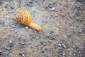 Macro view of common Brown Garden Snail Cornu aspersum which is a species of land snail. A terrestrial pulmonate gastropod mollu Royalty Free Stock Photo