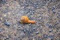 Macro view of common Brown Garden Snail Cornu aspersum which is a species of land snail. A terrestrial pulmonate gastropod mollu Royalty Free Stock Photo