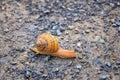 Macro view of common Brown Garden Snail Cornu aspersum which is a species of land snail. A terrestrial pulmonate gastropod mollu Royalty Free Stock Photo