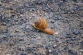 Macro view of common Brown Garden Snail Cornu aspersum which is a species of land snail. A terrestrial pulmonate gastropod mollu Royalty Free Stock Photo