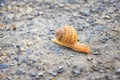 Macro view of common Brown Garden Snail Cornu aspersum which is a species of land snail. A terrestrial pulmonate gastropod mollu Royalty Free Stock Photo