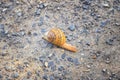 Macro view of common Brown Garden Snail Cornu aspersum which is a species of land snail. A terrestrial pulmonate gastropod mollu Royalty Free Stock Photo