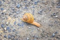 Macro view of common Brown Garden Snail Cornu aspersum which is a species of land snail. A terrestrial pulmonate gastropod mollu Royalty Free Stock Photo