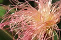 A macro view of corn silk trichomes Royalty Free Stock Photo