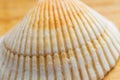 Macro view of cream and tan common cockle shell Royalty Free Stock Photo