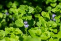 Macro view of Creeping Charlie flowering wildflowers blooming in a residential lawn