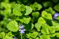 Macro view of Creeping Charlie flowering wildflowers blooming in a residential lawn