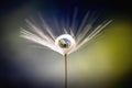 Macro view of a dandelion flower with droplet and planet earth