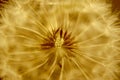 The macro center or nucleus of a dandelion that looks alien and ready to blow seeds into the wind. Royalty Free Stock Photo