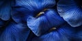 A macro view of deep blue iris petals, with a rich, velvety texture and intricate veining, Royalty Free Stock Photo