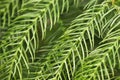 Macro view of delicate branches on a norfolk pine