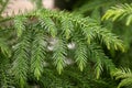 Macro view of delicate branches on a norfolk pine