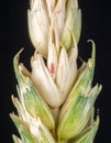 Macro View of a Developing Wheat Spikelet Royalty Free Stock Photo