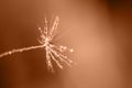 Macro view of dew drops on dandelion seed. Image toned in Peach Fuzz color of