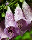 Closeup Foxglove Flowers After Rain