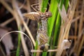 Macro view of a dragonfly hatching from a nymph