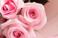 Macro view of dusty pink rose flowers in aesthetic bouquet
