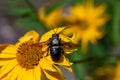 Carpenter bee Xylocopa violacea, pollinate bloomed flowers