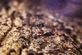 Macro view in the Fall Grandaddy Long Legs spider