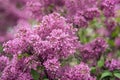 macro view of flower lilac. A beautiful bunch of lilac closeup. Bush Bloom. flowers in the garden. Soft selective focus Royalty Free Stock Photo