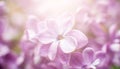 macro view of flower lilac. A beautiful bunch of lilac closeup. Bush Bloom. flowers in the garden. Soft selective focus Royalty Free Stock Photo