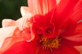 Macro view of flower of red-pink Dahlia. Royalty Free Stock Photo