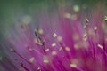 Abstract macro flower stamen Royalty Free Stock Photo