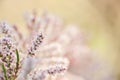 macro view of flower tamarisk. soft focus. pink fluffy tamarix branches. Tamarisk or Tamarix ramosissima pink flowers.