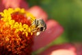 Macro view of fluffy Caucasian striped white-gray bee Amegilla a Royalty Free Stock Photo