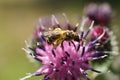 Macro view of fluffy Caucasian wild bee Macropis fulvipes on inf Royalty Free Stock Photo