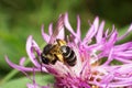 Macro view of a fluffy dark little Caucasian bee Andrena nitidiu