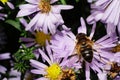 Macro view of striped fluffy on top of Caucasian flower flies ar