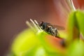 Fly trapped inside a venus fly trap Royalty Free Stock Photo