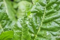 Macro view of fresh, green, agroecological vegetable leaves Royalty Free Stock Photo