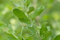 Macro View Fresh Green Stalk Leaves Of Texas Ranger Or Texas Sage Or Leucophyllum Frutescens Plants Royalty Free Stock Photo