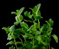 Macro view of fresh mint leaves