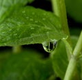 Macro view of fresh mint leaves