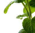 Macro view of fresh mint leaves