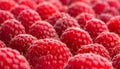 Macro View of Freshly Picked Raspberries Royalty Free Stock Photo