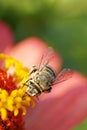 Macro view from front of Caucasian fluffy gray bee Amegilla albigena on orange-pink flower Zinnia Royalty Free Stock Photo