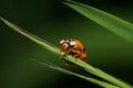 Macro view from the front of the Caucasian yellow ladybird hanging on a narrow green leaf spikelet Royalty Free Stock Photo