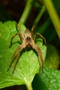 Macro view from the front of a fluffy spider Arachnida sitting o