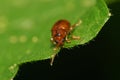 Macro view from the front of a small brown Caucasian leaf beetle Royalty Free Stock Photo