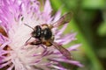 Macro view from the front of a small Caucasian bee Andrena nitid