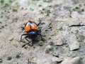 macro view fungus beetle on the tree Royalty Free Stock Photo